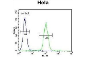 Flow cytometric analysis of Hela cells using LMTK3 Antibody (N-term) Cat. (LMTK3 Antikörper  (N-Term))
