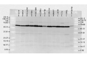 HSP70 anticorps  (HRP)