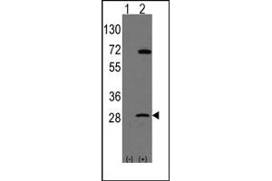 Image no. 1 for anti-Prohibitin (PHB) (N-Term) antibody (ABIN357836) (Prohibitin Antikörper  (N-Term))