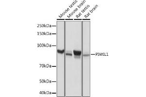 Western blot analysis of extracts of various cell lines, using PIWIL1 Rabbit mAb (ABIN7269381) at 1:1000 dilution.