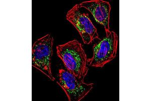 Immunofluorescence (IF) image for anti-Hairy/enhancer-of-Split Related with YRPW Motif-Like (HEYL) antibody (ABIN2999136) (HEYL Antikörper)
