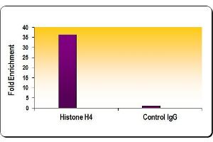 Histone H4 antibody (pAb) tested by ChIP Performed using HeLa Chromatin (1. (Histone H4 Antikörper  (AA 43-54))