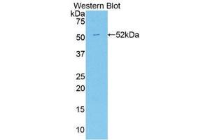 Western Blotting (WB) image for anti-Apelin (APLN) (AA 24-77) antibody (ABIN1858039) (Apelin Antikörper  (AA 24-77))