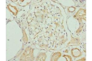 Immunohistochemistry of paraffin-embedded human kidney tissue using ABIN7157482 at dilution of 1:100 (KHDRBS3 Antikörper  (AA 177-346))