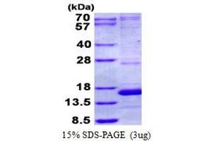 Image no. 1 for NADH Dehydrogenase (Ubiquinone) 1 alpha Subcomplex, 5, 13kDa (NDUFA5) protein (His tag) (ABIN6387051)