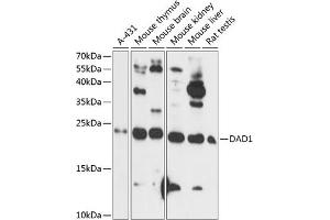 Western blot analysis of extracts of various cell lines, using D antibody (ABIN7266720) at 1:1000 dilution. (DAD1 Antikörper  (AA 1-100))