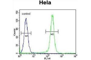 Flow cytometric analysis of Hela cells using FNIP2 Antibody (C-term) Cat.