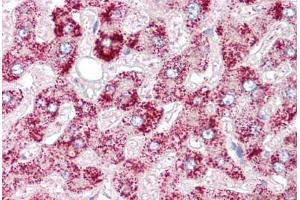 Anti-ORMDL1 antibody IHC staining of human liver. (ORMDL1 Antikörper)
