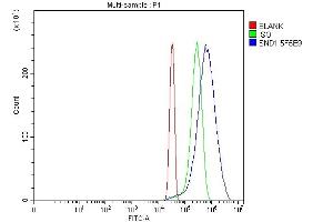 anti-Staphylococcal Nuclease Domain Containing Protein 1 (SND1) (AA 20-204) antibody