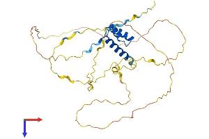 ALX3 Protein (AA 1-343) (His tag)