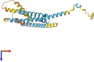 LAPTM5 Protein (AA 1-262) (His tag)