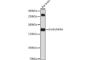 Western blot analysis of extracts of rat brain, using ErbB4/HER4 antibody (ABIN6134572, ABIN6140256, ABIN6140258 and ABIN6213976) at 1:1000 dilution. (ERBB4 Antikörper  (AA 1150-1250))