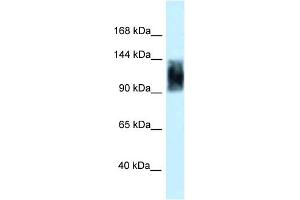 WB Suggested Anti-Srrm1 Antibody   Titration: 1. (SRRM1 Antikörper  (C-Term))