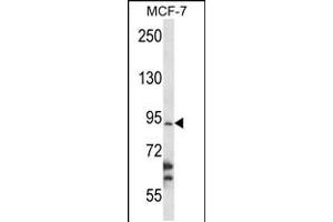 Western blot analysis in MCF-7 cell line lysates (35ug/lane). (RBM28 Antikörper  (N-Term))