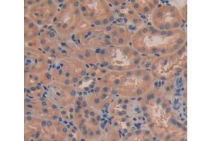 Used in DAB staining on fromalin fixed paraffin- embedded kidney tissue (FBLN7 Antikörper  (AA 223-440))