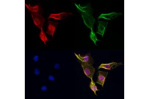 ABIN6264479 and ABIN6276999 staining Hela cells by IF/ICC.