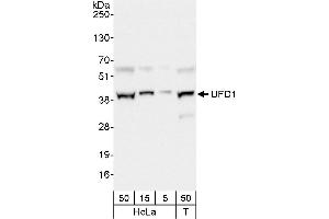 Western Blotting (WB) image for anti-Ubiquitin Fusion Degradation Protein 1 Homolog (UFD1L) (AA 175-225) antibody (ABIN7452139)