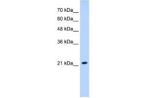SLC25A14 antibody used at 2.