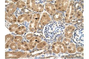 P4HB antibody was used for immunohistochemistry at a concentration of 4-8 ug/ml to stain Epithelial cells of renal tubule (arrows) in Human Kidney. (P4HB Antikörper  (N-Term))