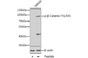 Western blot analysis of extracts from SW626 cells using Phospho-β-Catenin-T41/S45 antibody (ABIN3020171, ABIN3020172 and ABIN3020173). (CTNNB1 Antikörper  (pSer45, pThr41))