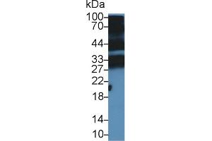 Western Blot; Sample: Mouse Thymus lysate; Primary Ab: 5µg/ml Rabbit Anti-Mouse PGLYRP1 Antibody Second Ab: 0.