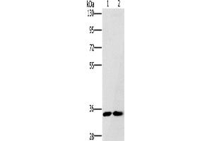 Western Blotting (WB) image for anti-Fas Apoptotic Inhibitory Molecule 2 (FAIM2) antibody (ABIN2430057) (FAIM2 Antikörper)