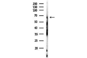 Western blot analysis of lysates from HepG2 cells(heat-shock,45 min treatment), using PDI Antibody at 1/1000 dilution.