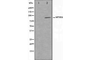 Western blot analysis on Jurkat cell lysate using NEDD8 Antibody,The lane on the left is treated with the antigen-specific peptide.