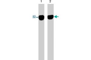 Western blot analysis of purified human brain tubulin untreated (lane 1) or treated with ERK2 kinase to phosphorylate Ser-172 (lane 2). (TUBA1A Antikörper)