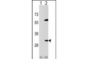 Western blot analysis of SNF8 (arrow) using rabbit polyclonal SNF8 Antibody (N-term) (ABIN1539325 and ABIN2849028). (SNF8 Antikörper  (N-Term))