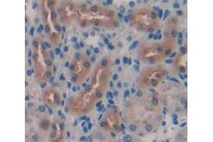IHC-P analysis of Mouse Tissue, with DAB staining. (Klotho Antikörper  (AA 59-508))