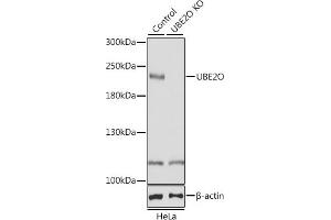 Western blot analysis of extracts from normal (control) and UBE2O knockout (KO) HeLa cells, using UBE2O antibody (ABIN6130342, ABIN6149817, ABIN6149818 and ABIN7101351) at 1:1000 dilution. (UBE2O Antikörper  (AA 1073-1292))