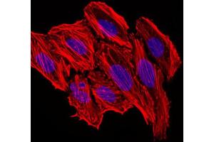 Immunofluorescence (IF) image for anti-Chemokine (C-C Motif) Ligand 2 (CCL2) antibody (ABIN1846382)