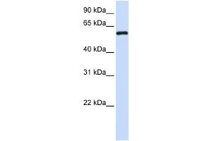 WB Suggested Anti-MTX1 Antibody Titration:  0. (Metaxin 1 Antikörper  (C-Term))