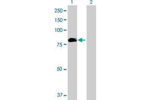 Western Blot analysis of VWA5A expression in transfected 293T cell line by VWA5A MaxPab polyclonal antibody. (VWA5A Antikörper  (AA 1-786))