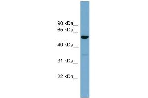 WB Suggested Anti-ACTR10 Antibody Titration: 0. (ACTR10 Antikörper  (Middle Region))