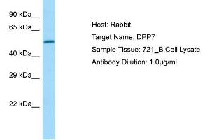 Western Blotting (WB) image for anti-Dipeptidyl-Peptidase 7 (DPP7) (Middle Region) antibody (ABIN2790177) (DPP7 Antikörper  (Middle Region))