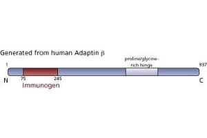 Image no. 3 for anti-Adaptor-Related Protein Complex 2, beta 1 Subunit (AP2B1) (AA 75-245) antibody (ABIN967931)