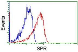 Flow Cytometry (FACS) image for anti-Sepiapterin Reductase (SPR) antibody (ABIN1501112) (SPR Antikörper)