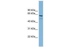 C7ORF43 antibody used at 1 ug/ml to detect target protein.