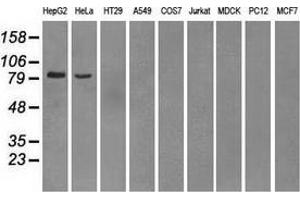 Western blot analysis of extracts (35 µg) from 9 different cell lines by using anti-PDE10A monoclonal antibody. (PDE10A Antikörper)