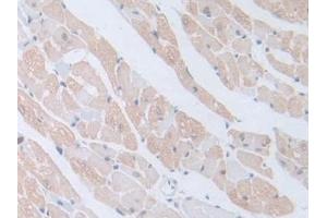 Immunohistochemistry (IHC) image for anti-Gonadotropin-Releasing Hormone 1 (Luteinizing-Releasing Hormone) (GNRH1) (AA 22-90) antibody (ABIN7429916)
