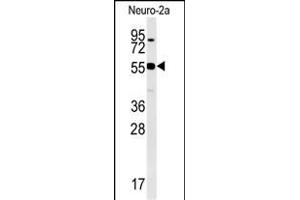 WDR18 Antibody (C-term) (ABIN651548 and ABIN2840296) western blot analysis in Neuro-2a cell line lysates (35 μg/lane). (WDR18 Antikörper  (C-Term))
