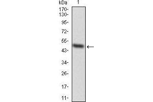Western blot analysis using EZH2 mAb against human EZH2 (AA: 1-194) recombinant protein.