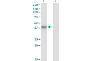 Aurora Kinase B Antikörper  (AA 1-90)