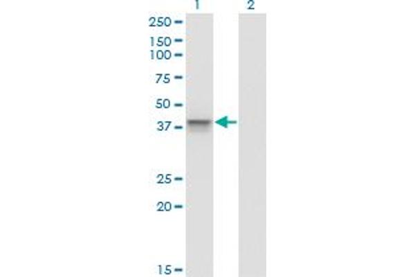 Aurora Kinase B Antikörper  (AA 1-90)