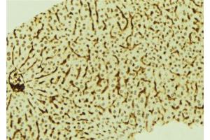 ABIN6274045 at 1/100 staining Mouse liver tissue by IHC-P. (SATB2 Antikörper  (Internal Region))