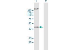 Western Blot analysis of RNF133 expression in transfected 293T cell line by RNF133 MaxPab polyclonal antibody. (RNF133 Antikörper  (AA 1-376))
