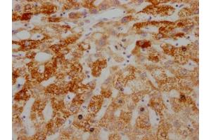 IHC image of ABIN7127329 diluted at 1:100 and staining in paraffin-embedded human liver tissue performed on a Leica BondTM system. (Rekombinanter AIF Antikörper)
