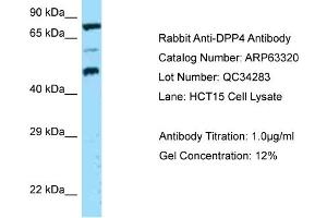 Western Blotting (WB) image for anti-Dipeptidyl-Peptidase 4 (DPP4) (N-Term) antibody (ABIN2789446) (DPP4 Antikörper  (N-Term))